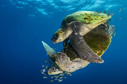 Una pareja de tortugas en pleno apareamiento