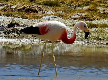 Una parina en Laguna Grande