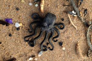 Por qué un naufragio de hace 26 años sigue atrayendo exploradores a una playa de Reino Unido