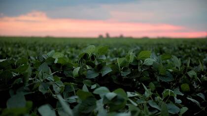 DeepAgro usa inteligencia artificial para mejorar el uso de herbicidas