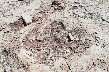 Una patrulla de Prefectura halló huellas de dinosaurio de unos 100 millones de años de antigüedad