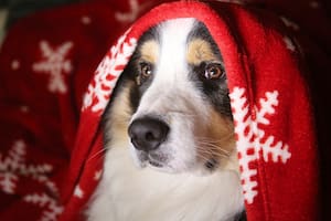 Navidad y Año Nuevo: calves y consejos para quienes deben dejar a su mascota en casa