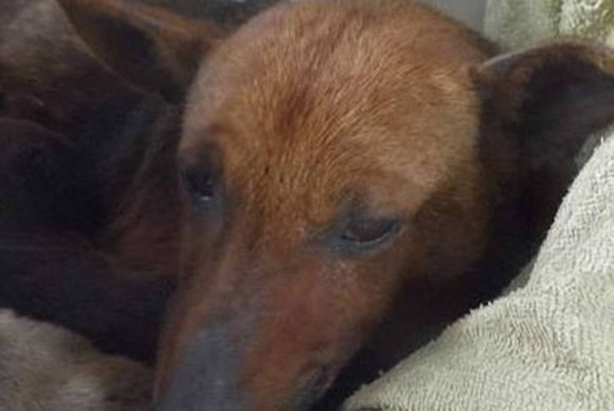 Una perra salvó la vida de un bebe y lo cobijó con sus cachorros - LA ...