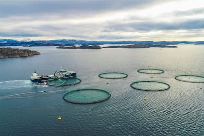Una piscifactoría de salmones en Noruega