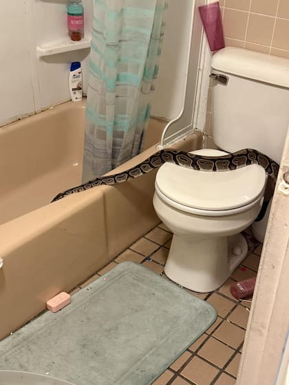 Una pitón de un metro y medio fue hallada en el baño de un departamento en Nuevo Hampshire
