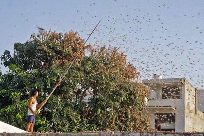 Una plaga de langostas de desierto arrasó cosechas en el corazón de la India