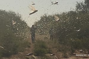 Una plaga de langostas preocupa a los productores de las provincias de Santiago del Estero, La Rioja y Catamarca