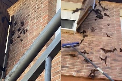 Una plaga de murciélagos invadió un ventanal de una casa y asustó a todos