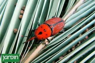 El enemigo oculto que puede acabar con las palmeras argentinas