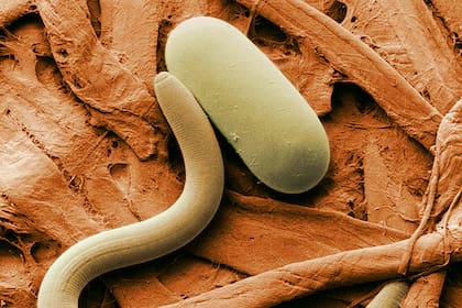 Una plaga que amenaza a la salud de las plantas y al césped llamada nematodos.