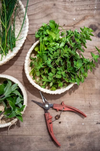 Una planta aromática bien formada es más fácil de cosechar