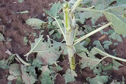 Una planta de girasol destruida por la piedra en la zona rural de Speluzzi, 15 km al norte de General Pico, en La Pampa