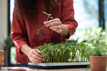 Una planta regalada nunca llega sola: viene con memoria incluida