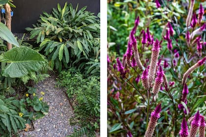 Una plantación de estilo silvestre, con celosías, convive con especies de porte selvático que cubren las zonas de sombra