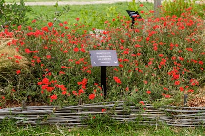 Una plantación de Glandularia peruviana para atraer a la mariposa espejitos