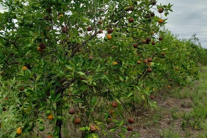 Una plantación de naranjas en Corrientes, afectada por la sequía