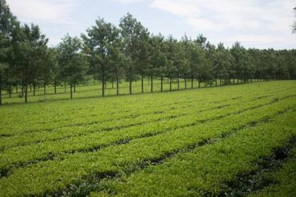 Una plantación de té, en la provincia de Misiones 