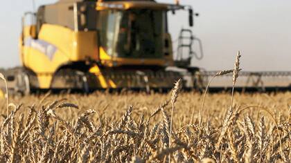 Una plantación de trigo en Rusia, que este año pasaría a ser el mayor exportador del grano del mundo.