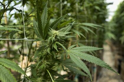 Una plantación legal de Marihuana en San Luis Obispo, California