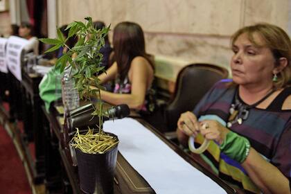 Una planta de cannabis en la apertura de la Asamblea Legislativa, en la banca de Araceli Ferreira