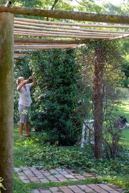 Una poda de limpieza beneficia las plantas y elimina hábitats potenciales para plagas