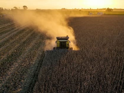 Una postal de la cosecha en vivo en el campo de Leo Ponzio