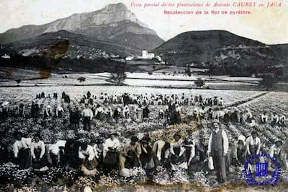 Una postal de la recolección de piretro en España. “Vista parcial de las plantaciones de Antonio Caubet en Jaca: recolección de la flor de pyrèthre” (Institut Cartogràfic de Catalunya, 1910)