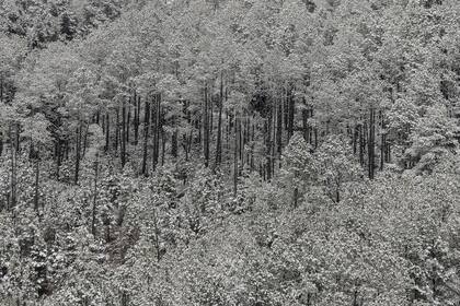 Una postal de los árboles nevados en el Valle de Calamuchita, Villa Berna, Córdoba