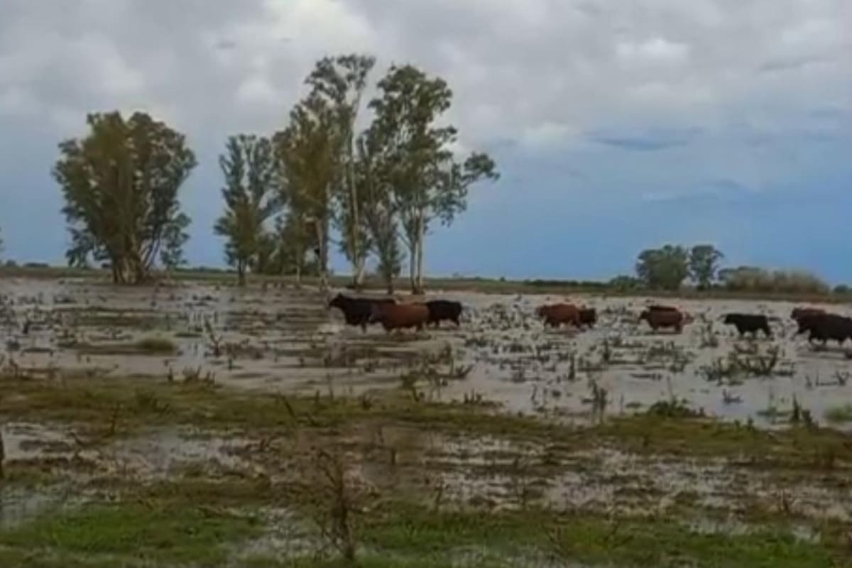 “Es catastrófico”: drama en los campos bonaerenses que quedaron bajo el agua