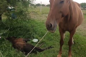 Agonizaba bajo la lluvia junto a su madre cuando la rescataron con la esperanza de verla recuperarse