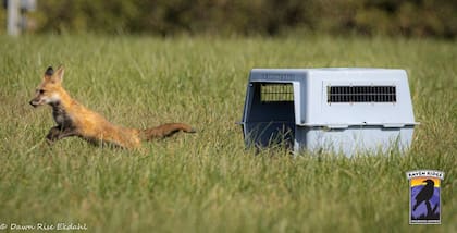 Una preocupación con la sarna es la necesidad de atención médica adicional.