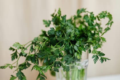 Una primera opción consiste en conservarlo en agua, como si fuera un ramo de flores