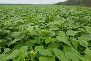 Porotos: el abecé para que se exprese todo el potencial