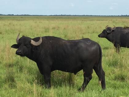 Una producción clave en el norte