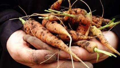 Una propuesta ideal para los más pequeños