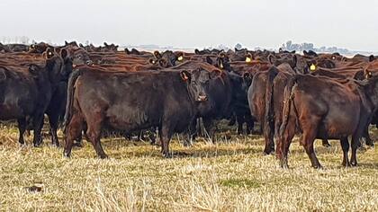 Una prueba de progenie puede considerar muchos rasgos vinculados a la producción a través de los DEP