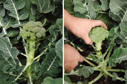 Una ración de 200 gramos de brócoli cubre las necesidades diarias de vitamina C y de ácido fólico de un adulto, las dos terceras partes de vitamina A, y es fuente de calcio, potasio, fósforo, hierro y vitaminas B1, B2 y B6.