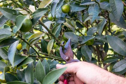 Una rama, un poco de paciencia… y nace un nuevo frutal