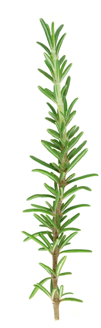 Una ramita fresca de romero: aromática, intensa. Es muy versátil en la cocina.