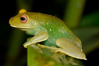 Además del camuflaje: por qué las ranas son verdes, según un experto argentino