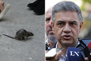 Una rata interrumpió la conferencia de Macri y los periodistas la sacaron a patadas