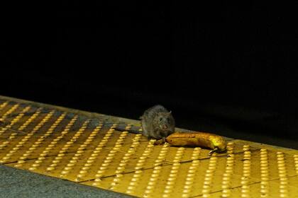 Una rata en el subterráneo de New York: cada vez generan más preocupación en los habitantes