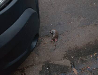 Una rata muerta en Julián Álvarez y Gorriti, en el barrio porteño de Palermo, uno de los barrios más señalados