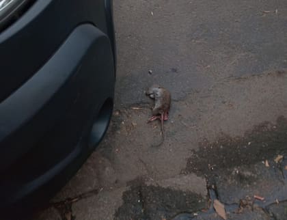 Una rata muerta en la esquina de Julián Álvarez y Gorriti, en el barrio porteño de Palermo