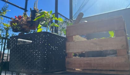 Una recomendación para la huerta casera es regar a primera hora de la mañana o al atardecer