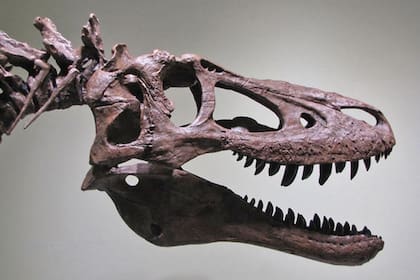 Una reconstrucción del esqueleto del Tiranosaurio-Rex