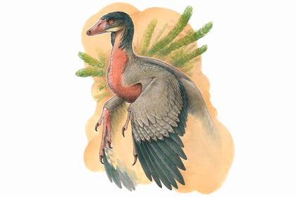 Una reconstrucción del Overoraptor chimentoi, tal como lo dibujó Gabriel Lío