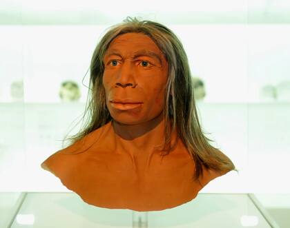 Una reconstrucción del rostro de un neandertal exhibida en el Museo de Historia Natural de Basilea, Suiza, en 2011