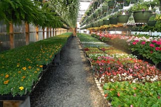 Qué plantas podemos conseguir hoy en los viveros