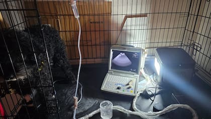 Una red de veterinarios se organizó para atender a los animales afectados por el temporal. Gentileza: Juan Cruz Rossetti